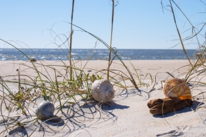 OBX beach with three shells.
